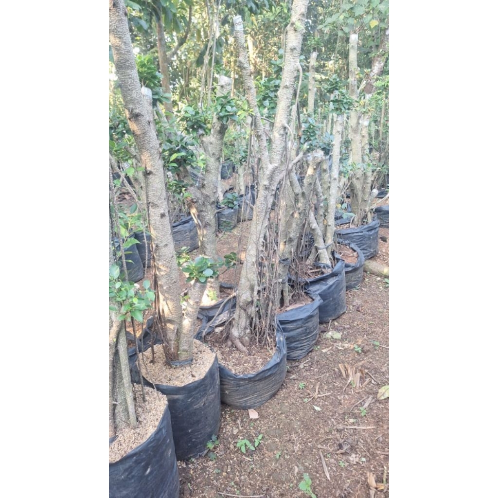 BONSAI TAMAN DOLAR MIKRO BESAR