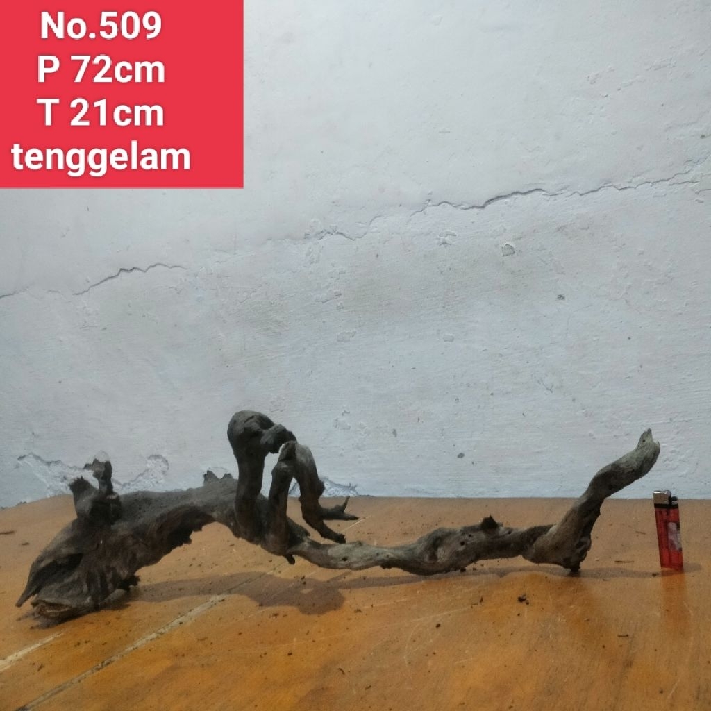 akar santigi laut 509 akar dekorasi aquarium aquascape