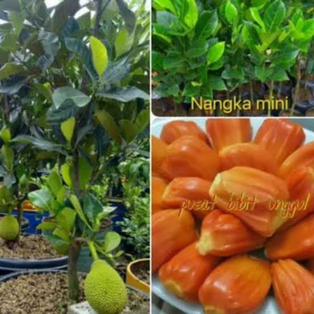 Nangka Mini Orange