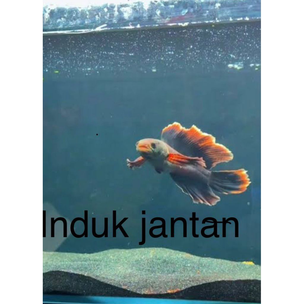 limbata slayer hf isi 6 babyan size 3 cm bonus pakan