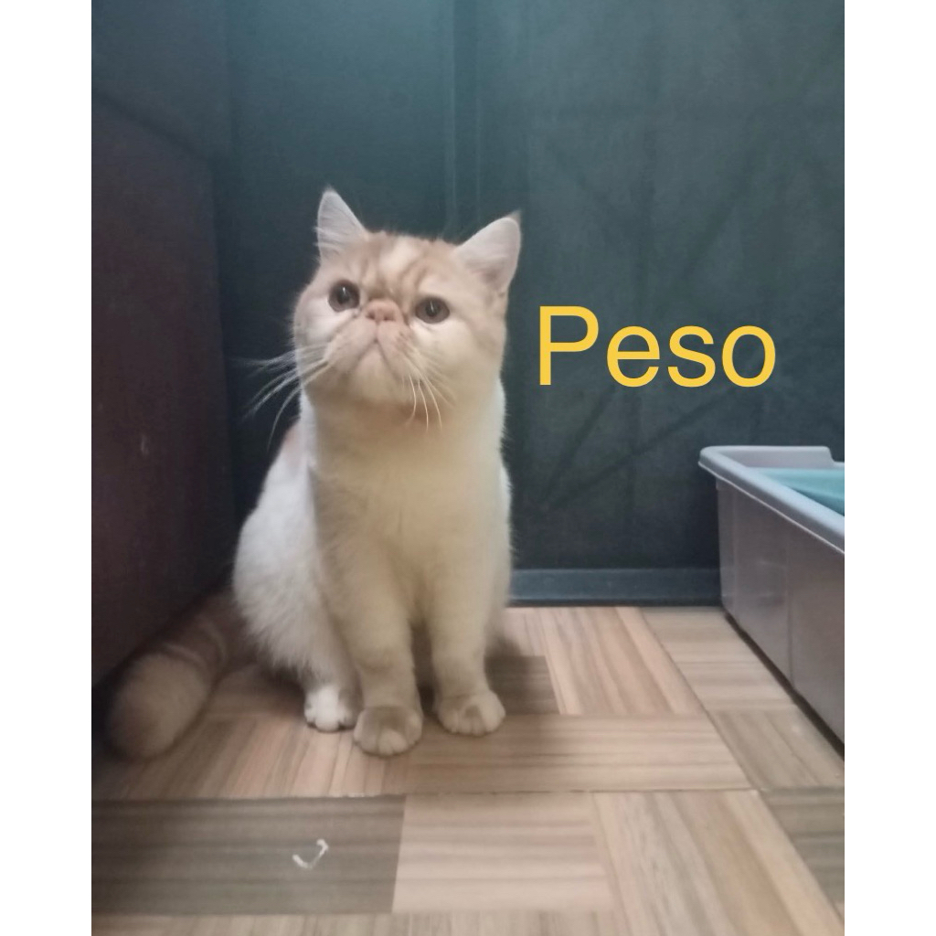Kucing Exotic Peaknose
