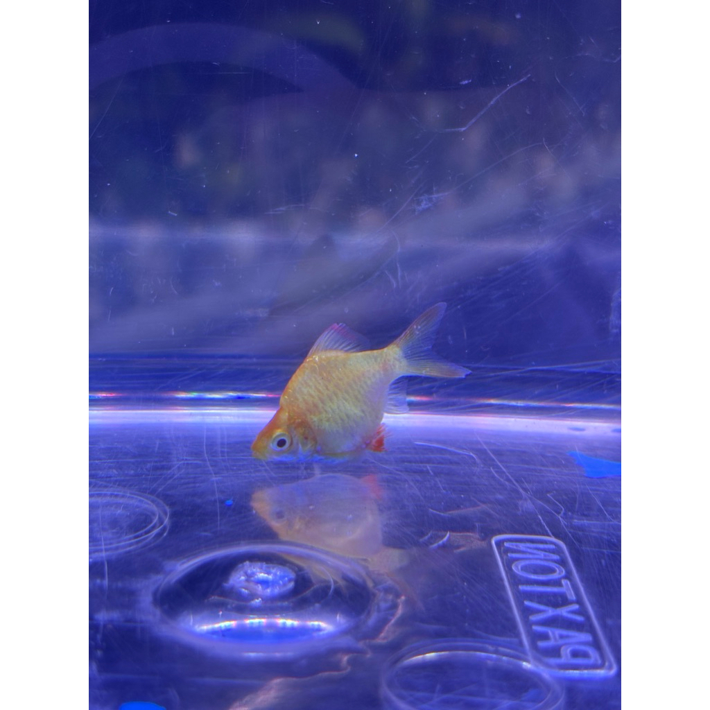 SUMATRA YELLOW TIGER BALON FISH | IKAN HIAS AIR TAWAR | AQUARIUM & AQUASCAPE