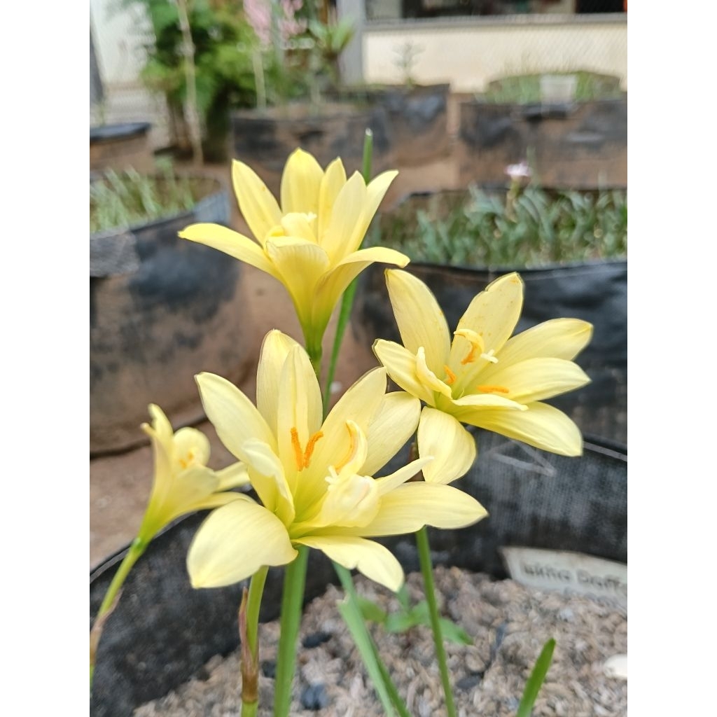 Lili hujan kuning tumpuk