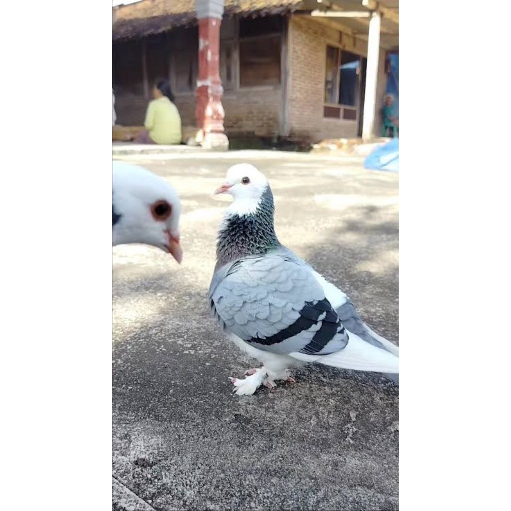 Merpati plontang/plangkok jembros/celana