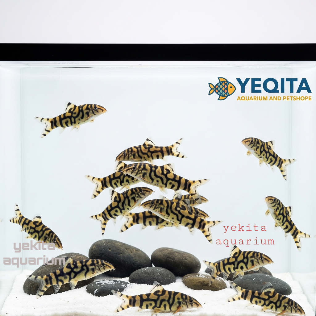IKAN BOTIA INDIA