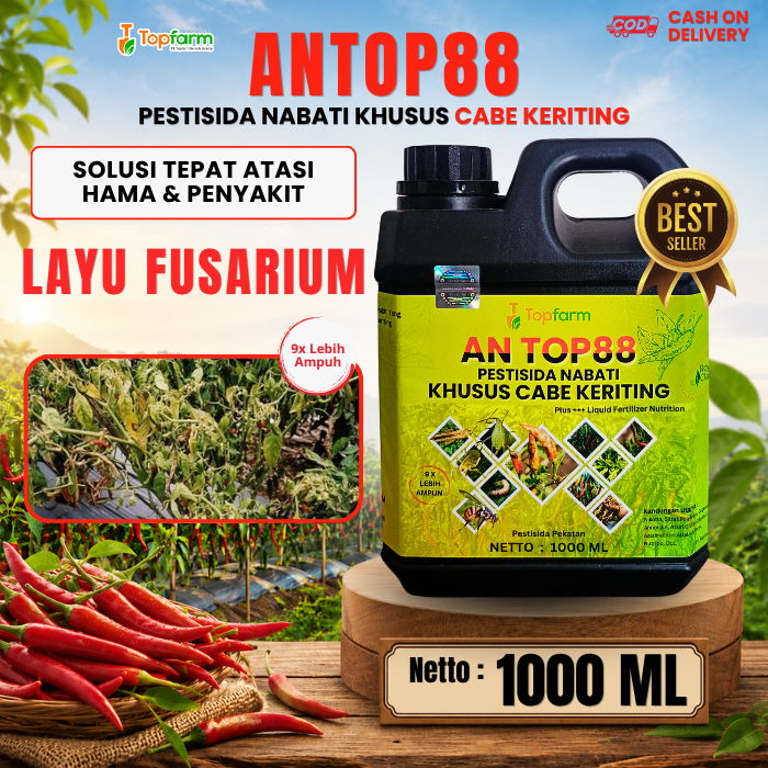 Obat Layu Fusarium Pada Cabe / Obat Layu Cabe / Obat Penyakit Layu Fusarium / Obat Hama Penyakit Tan