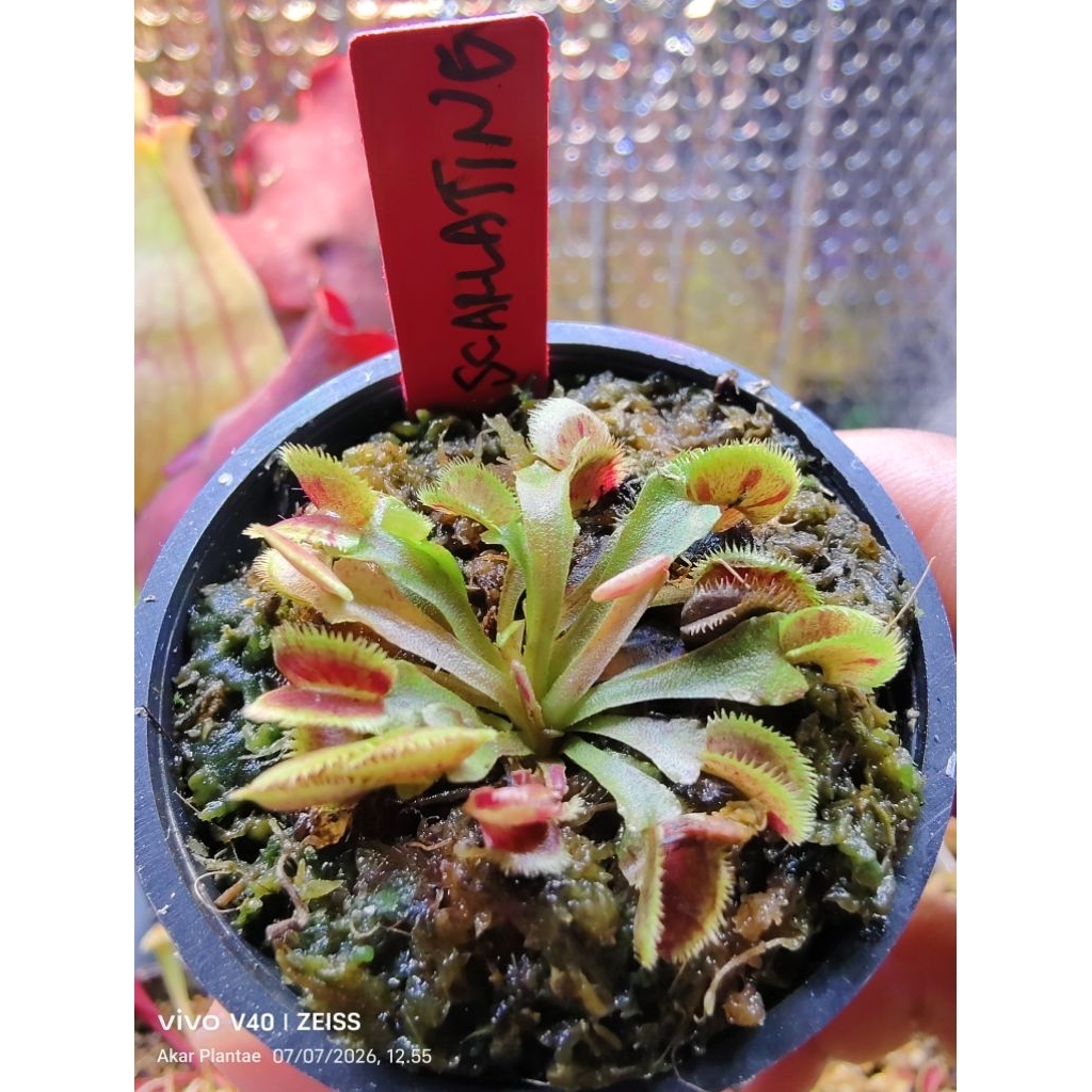 VFT Scarlantine