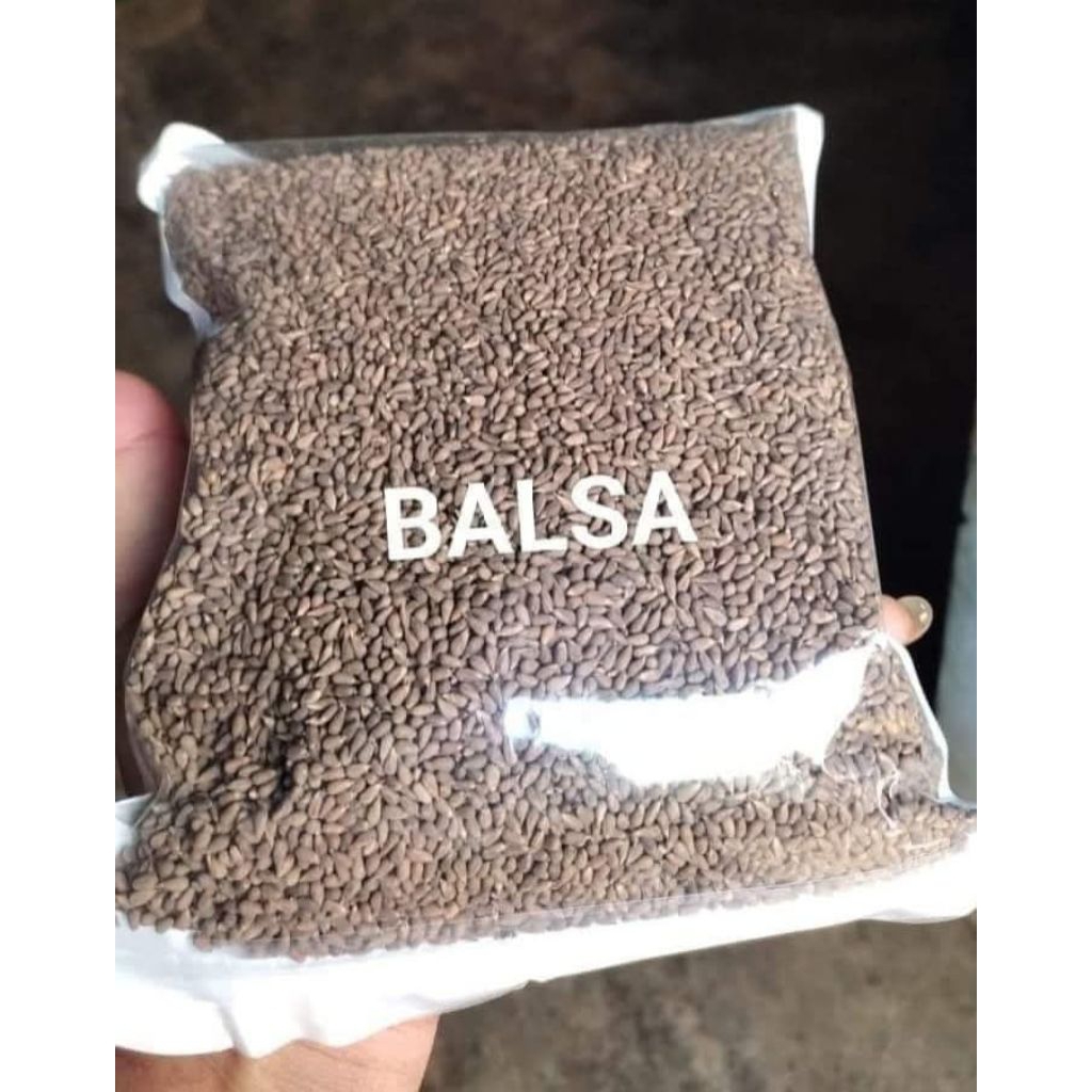biji balsa