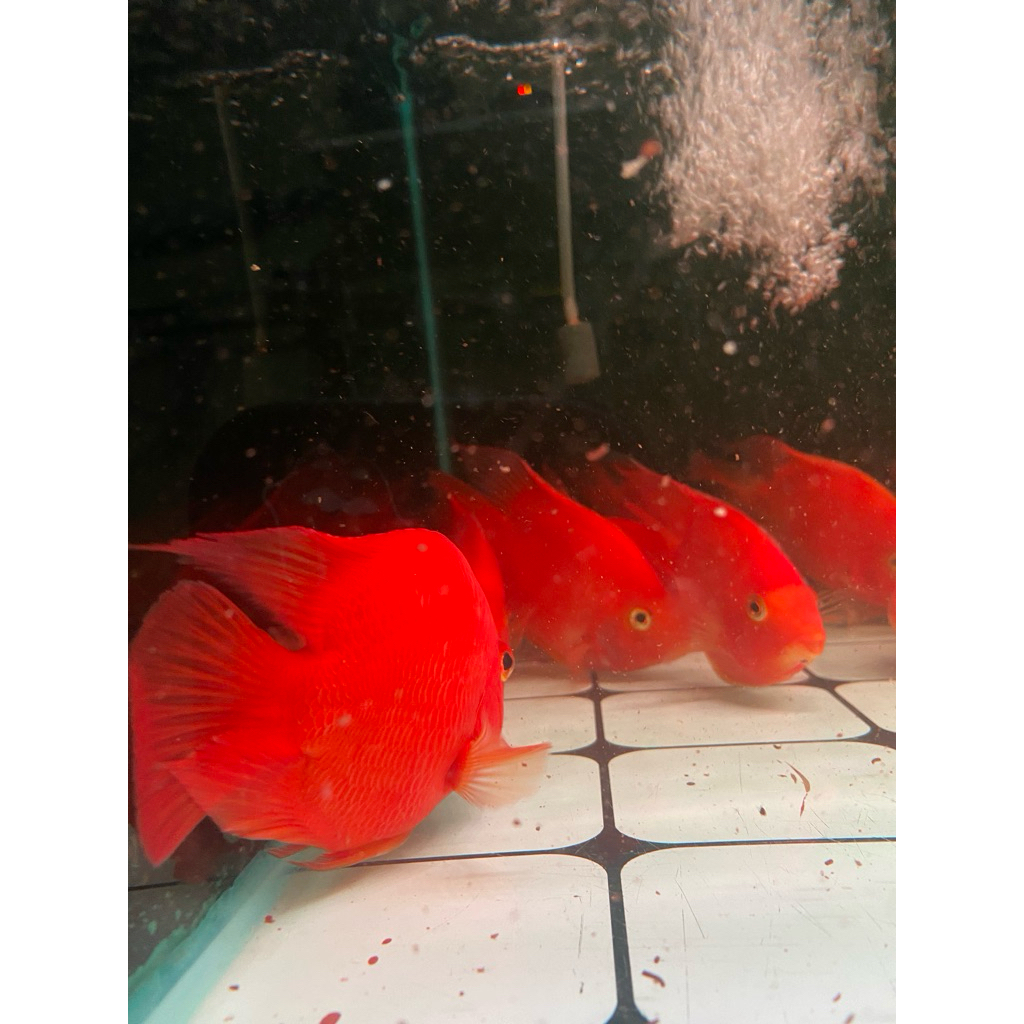 STIKER KINGKONG PARROT RED /KKP IMPORT CHINA