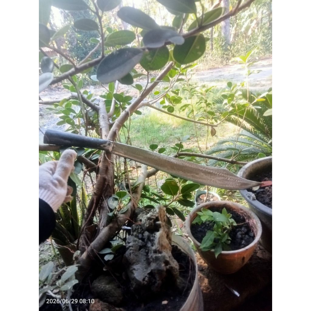 SABIT Tebang kayu, Ranting baja