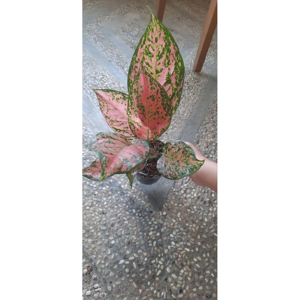 Aglaonema Ruby Pink