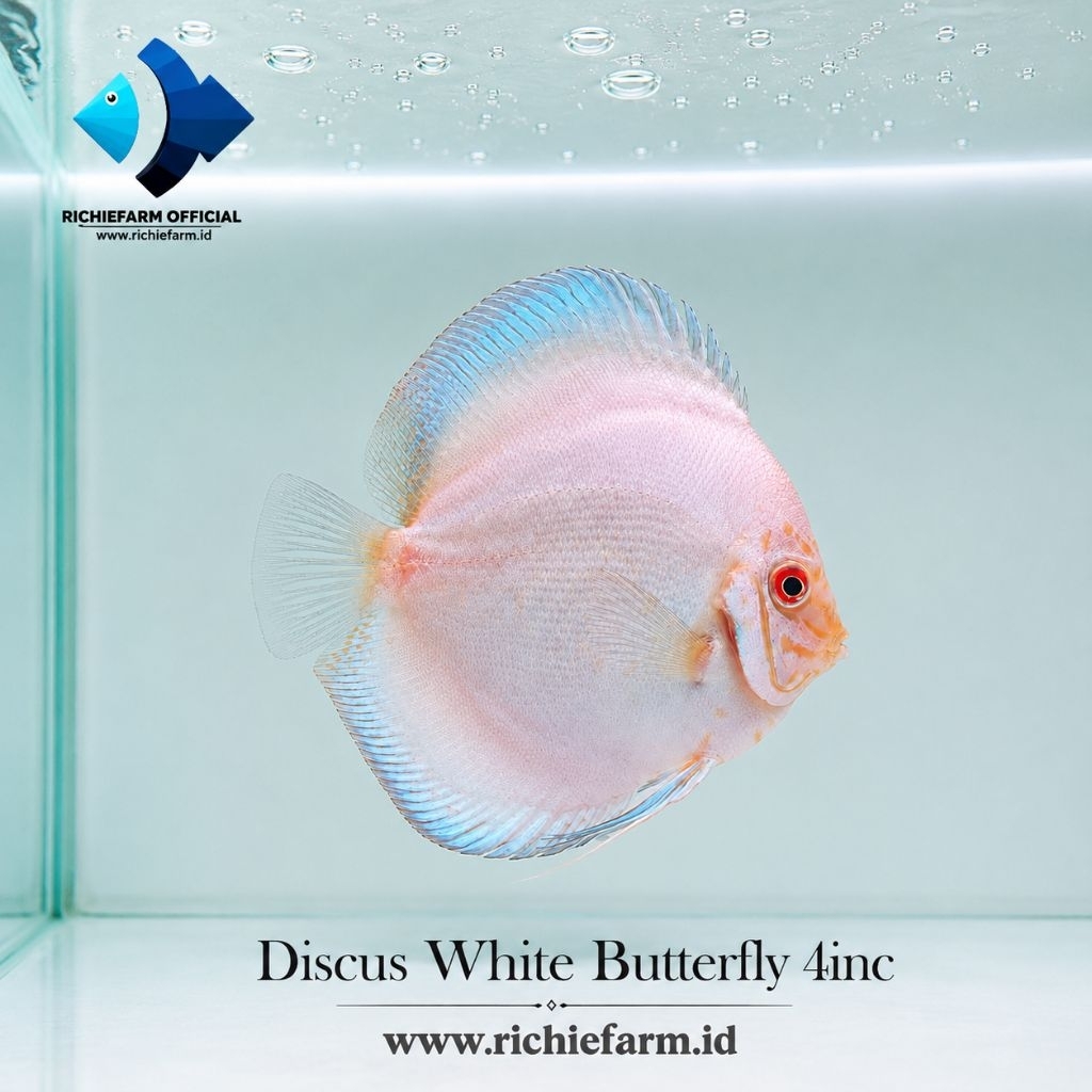 Discus White Butterfly 4 inc