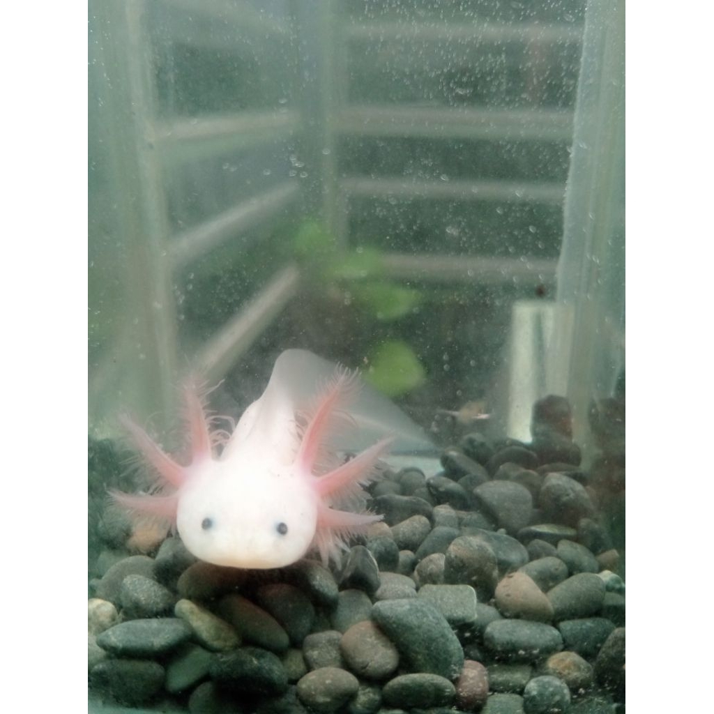 MAINAN ANAK AXOLOTL SALAMANDER LEUCISTIC (Putih mata hitam)