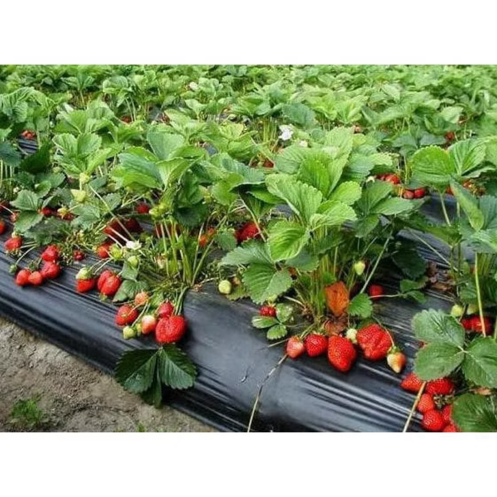 Indukan Pohon Strawberry