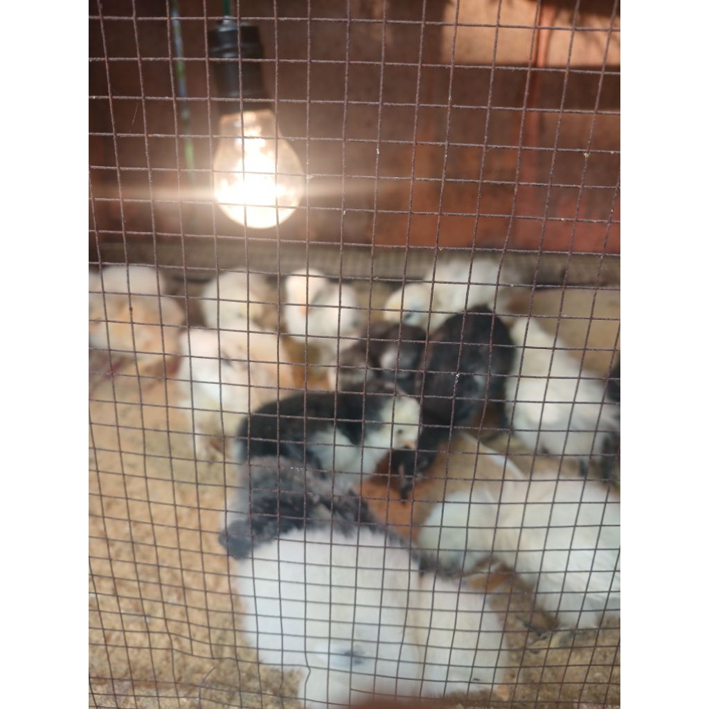 Anakan ayam brahma usia 2 minggu