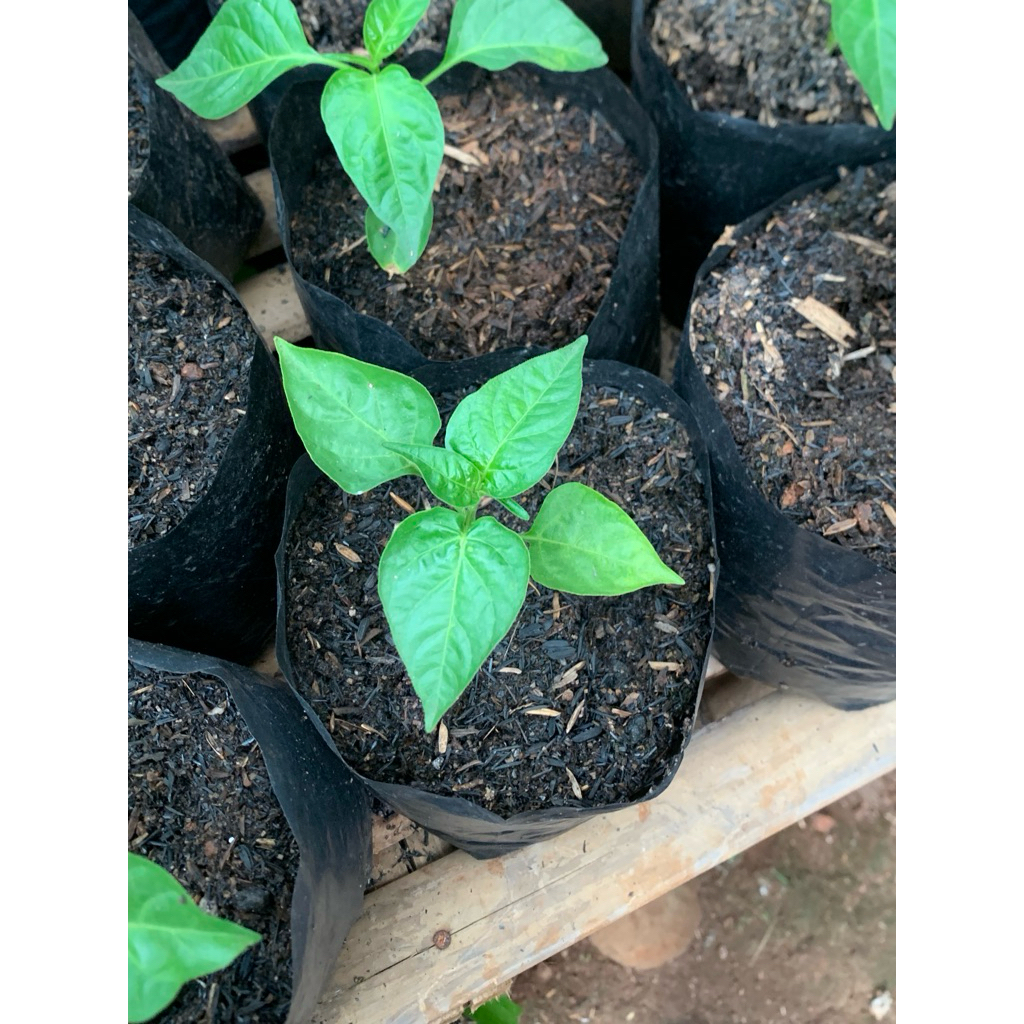 bibit cabai rawit merah/ bibit cabai siap berbuah