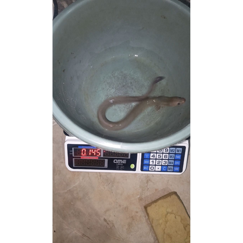 Sidat hias panjang 40 cm" ( jenis bicolor)