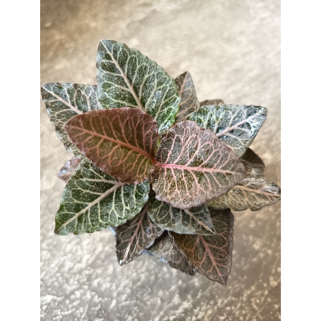 Euphorbia Francoisii