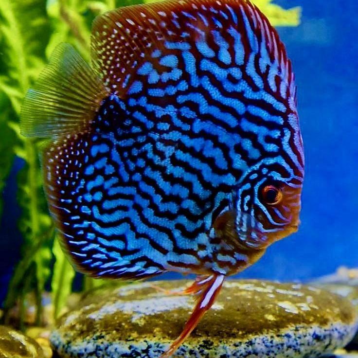 Discus blue turquois / blue turquoise discus / discus turquois / discus / ikan hias air tawar