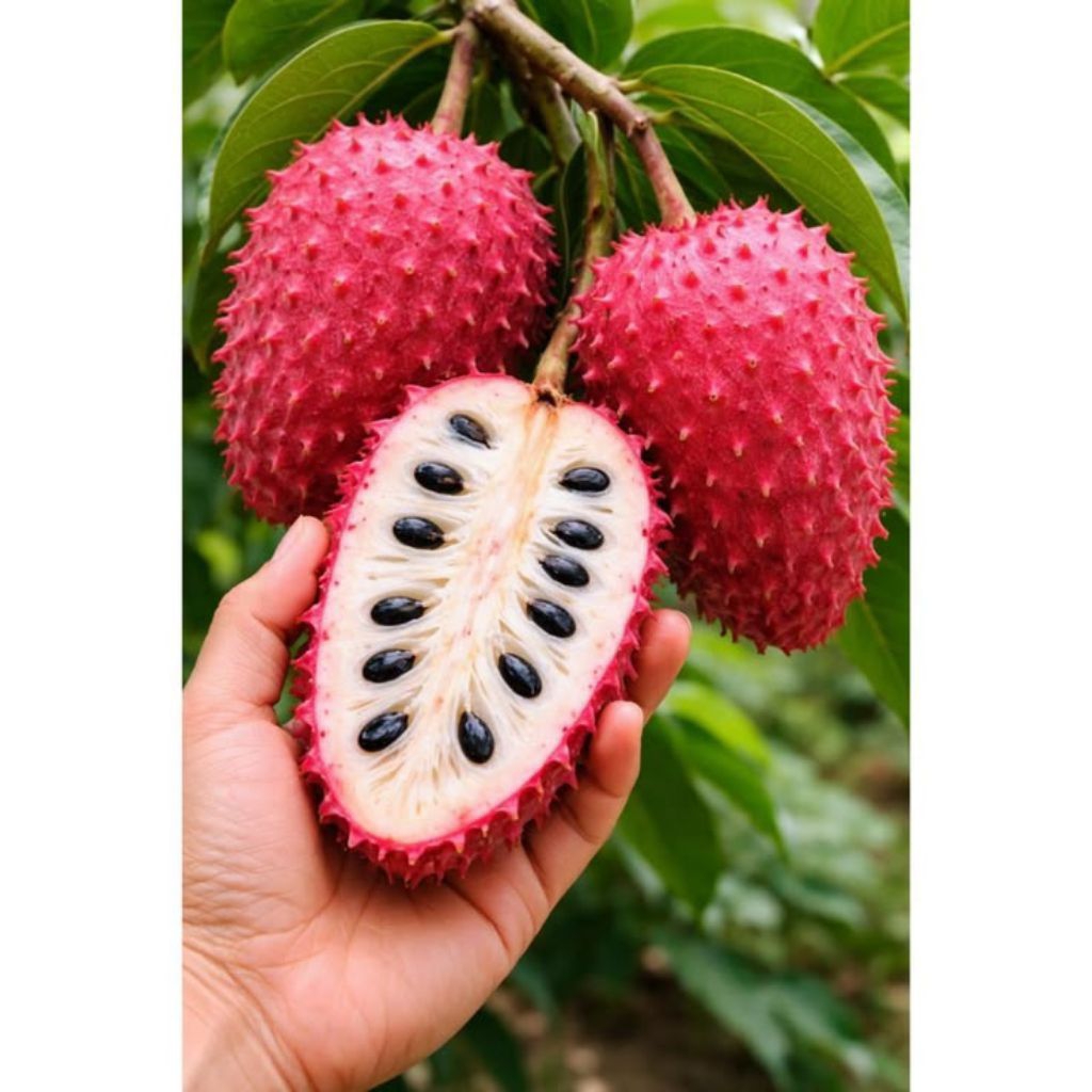 Fashopss_Com Paket Hemat Isi 2 Bibit Sirsak Merah Jumbo Dan Sirsak Ungu Jumbo Siap Tanam