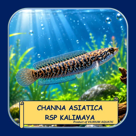 IKAN CHANNA ASIATICA RSP KALIMAYA RED SPOT (RS) | IKAN GABUS HIAS SNAKEHEAD | IKAN PREDATOR AIR TAWA
