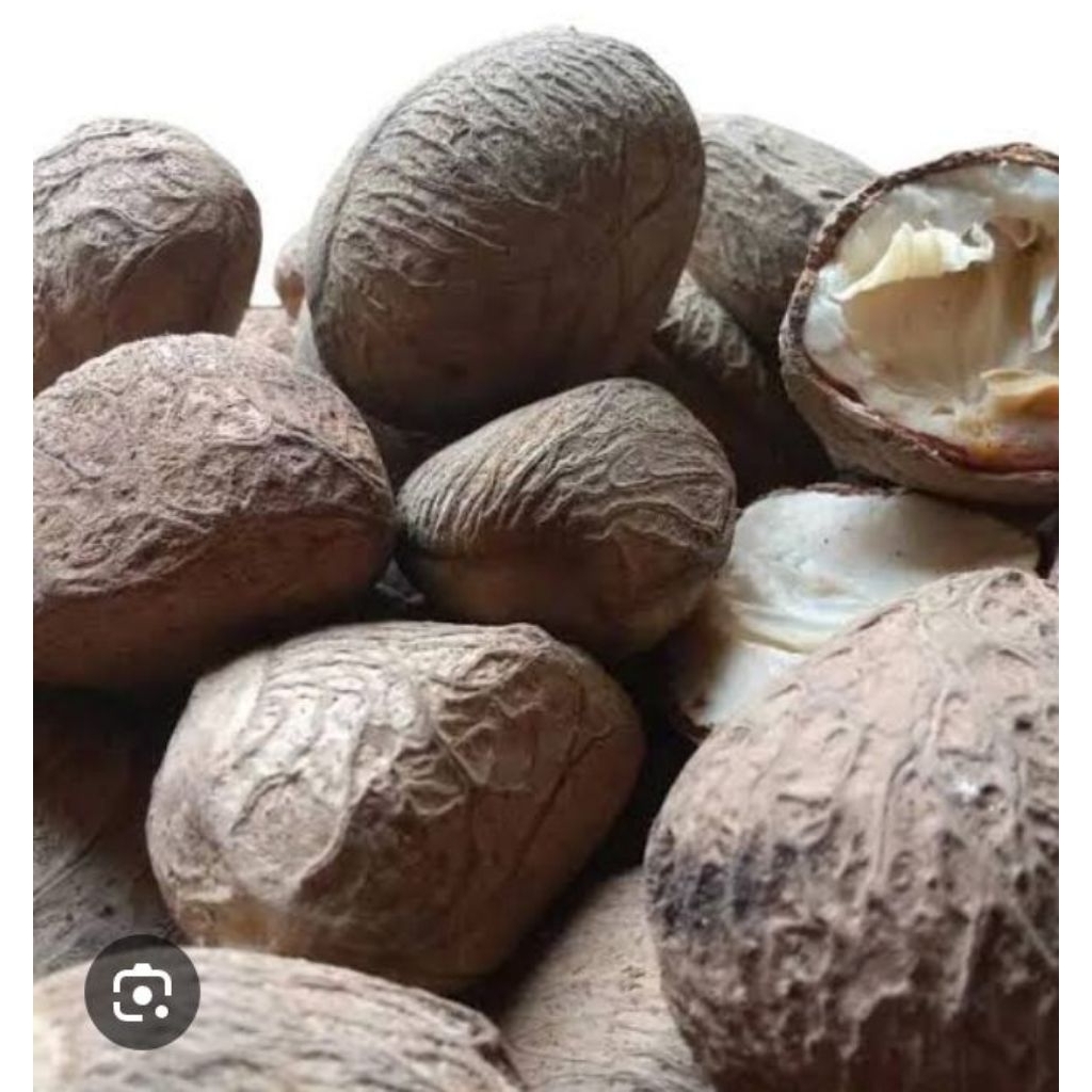 Picung Muda Pucung Muda Kluwek Muda Mentah 1kg
