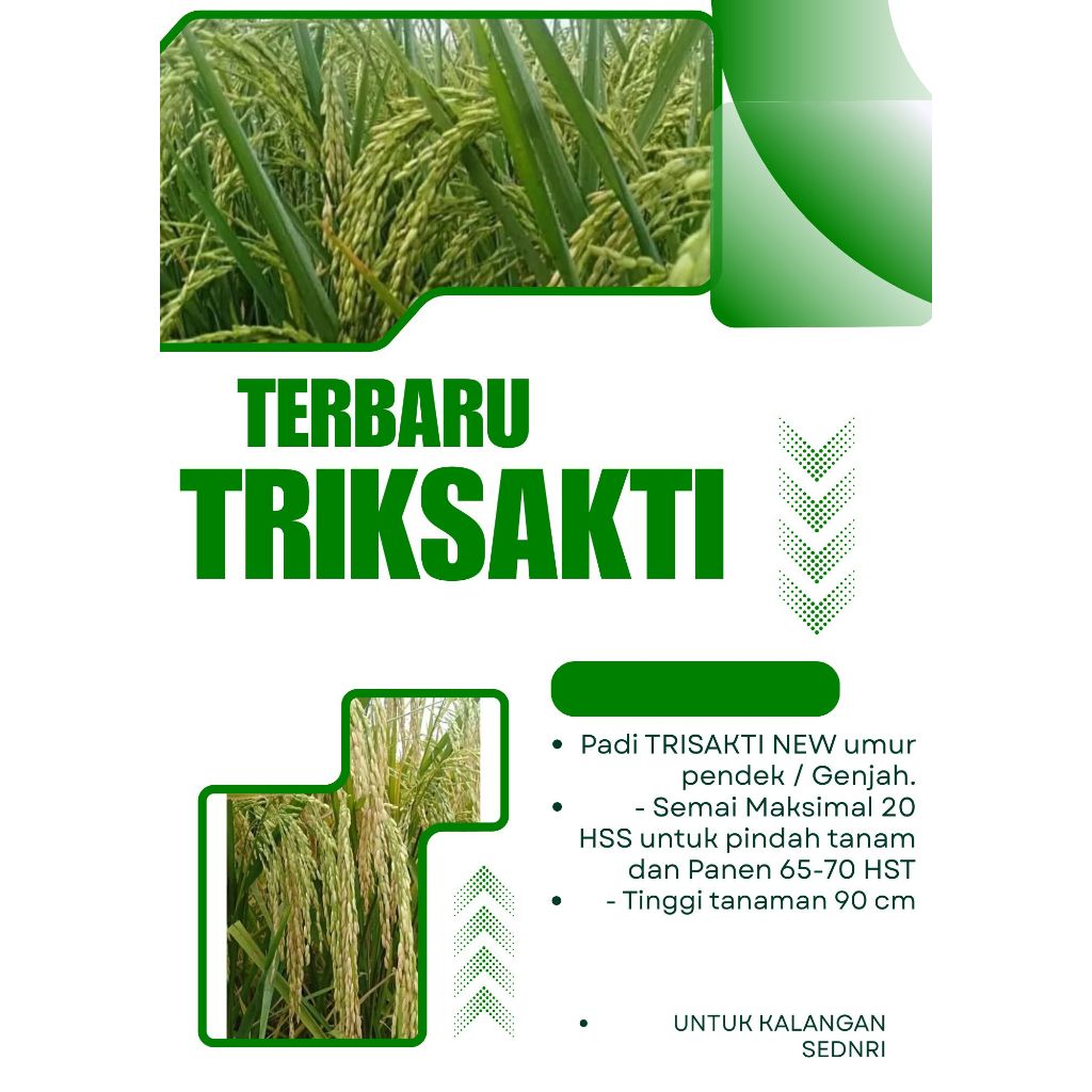PADI TRISAKTI KEMASAN 5 KG