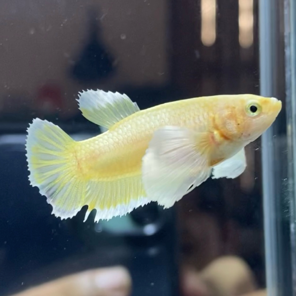 (REAL PIC) CUPANG / BETTA BETINA PKDE SUPER GOLD SIAP BREDDING SIZE L