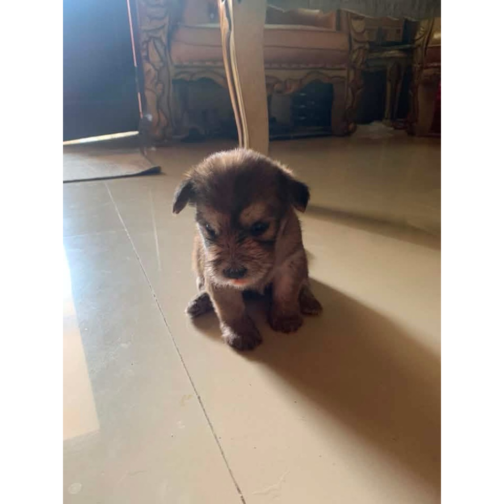 Anjing ras kecil Shihtzu betina