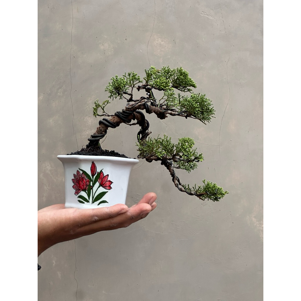 Bonsai Juniperus Sargenti Itoigawa original