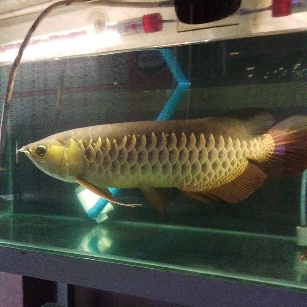 AROWANA GOLDEN RED