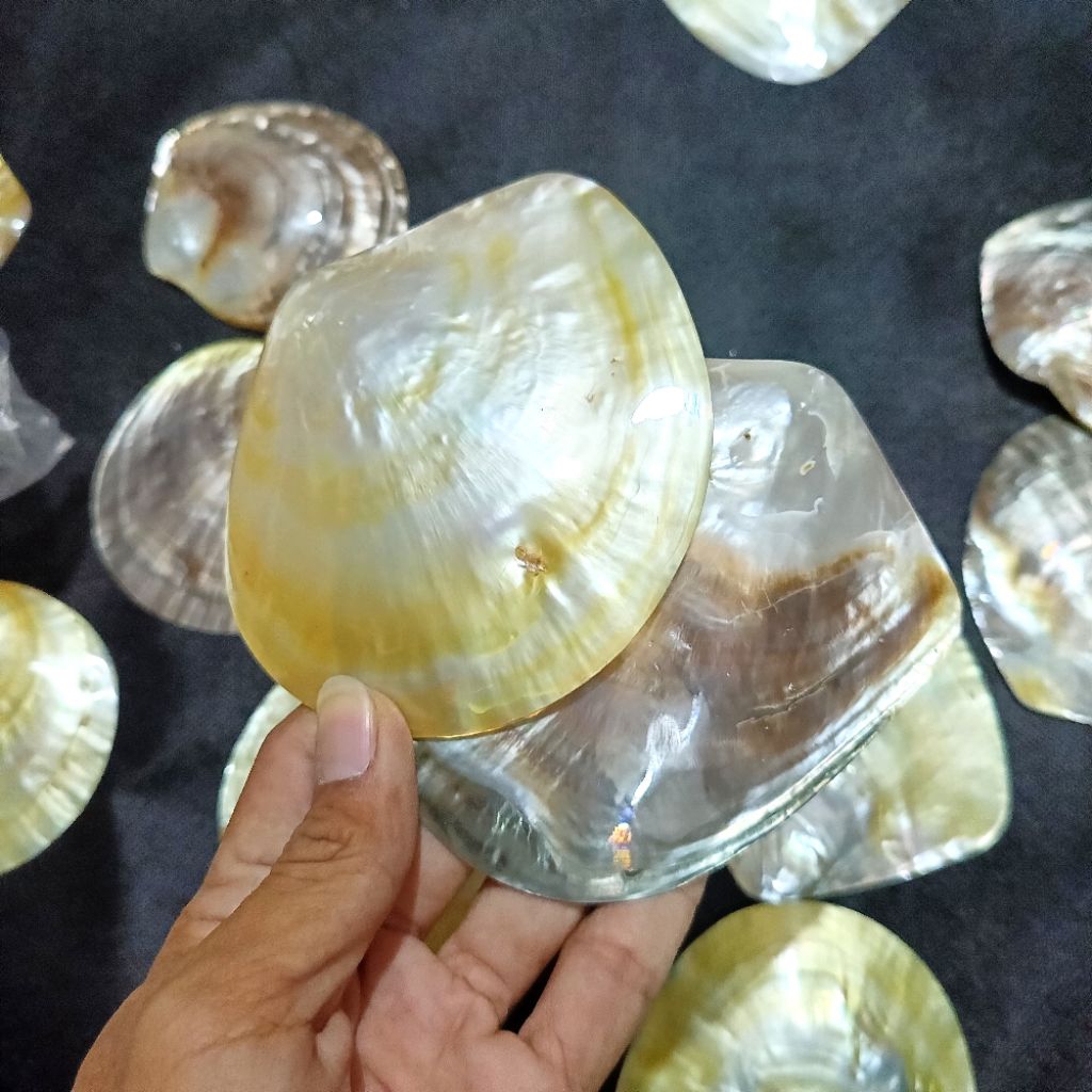 Kerang Mutiara | Kerang Koleksi | Kerang Asli