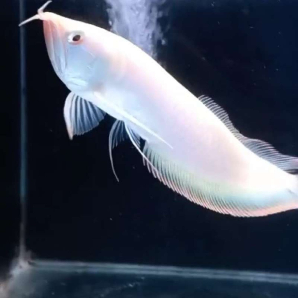 ARWANA ALBINO RED 15-20cm (HIASAN AQUARIUM)