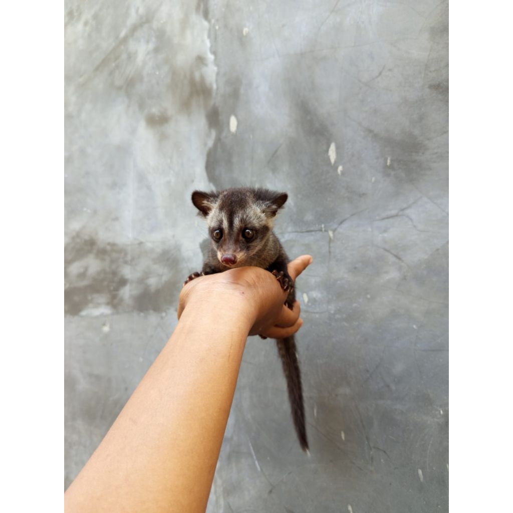 Musang pandan anakan
