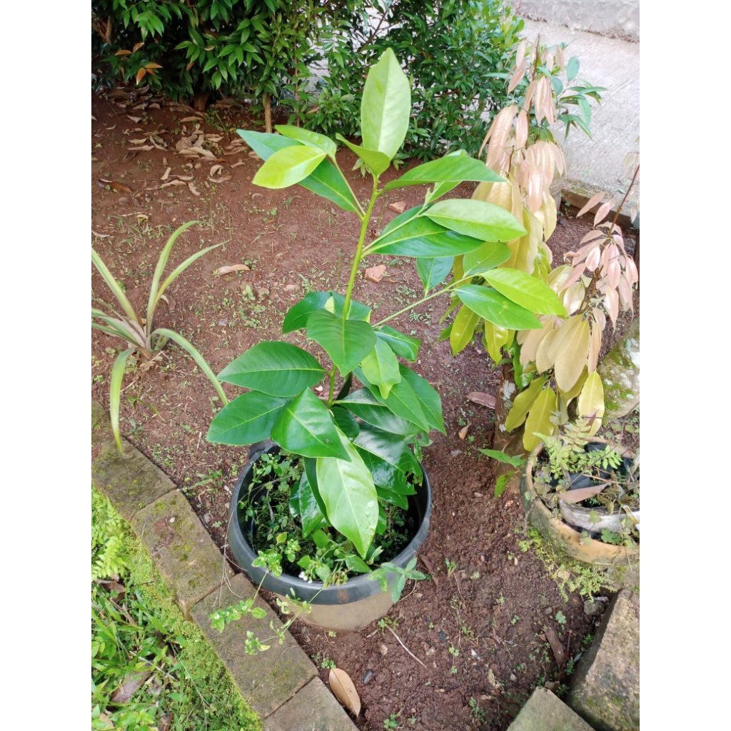BLACK SAPOTE