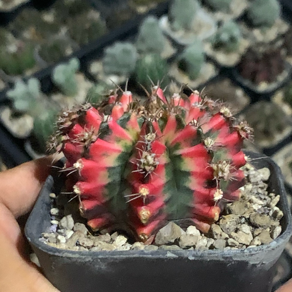 Gymnocalycium mihanovichii multicolor multicolour gymno miha kaktus tanaman hias hidup gurun mihanov