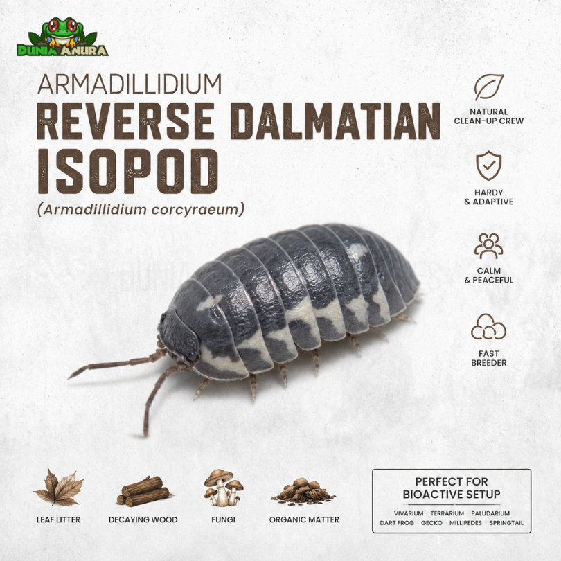 Isopoda hias armadillidium-corcyraeum