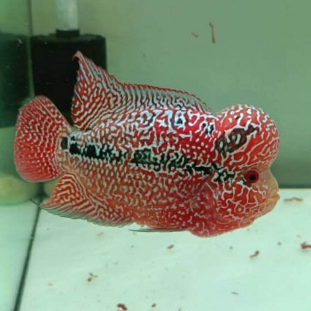 Stock Louhan kamfa F2