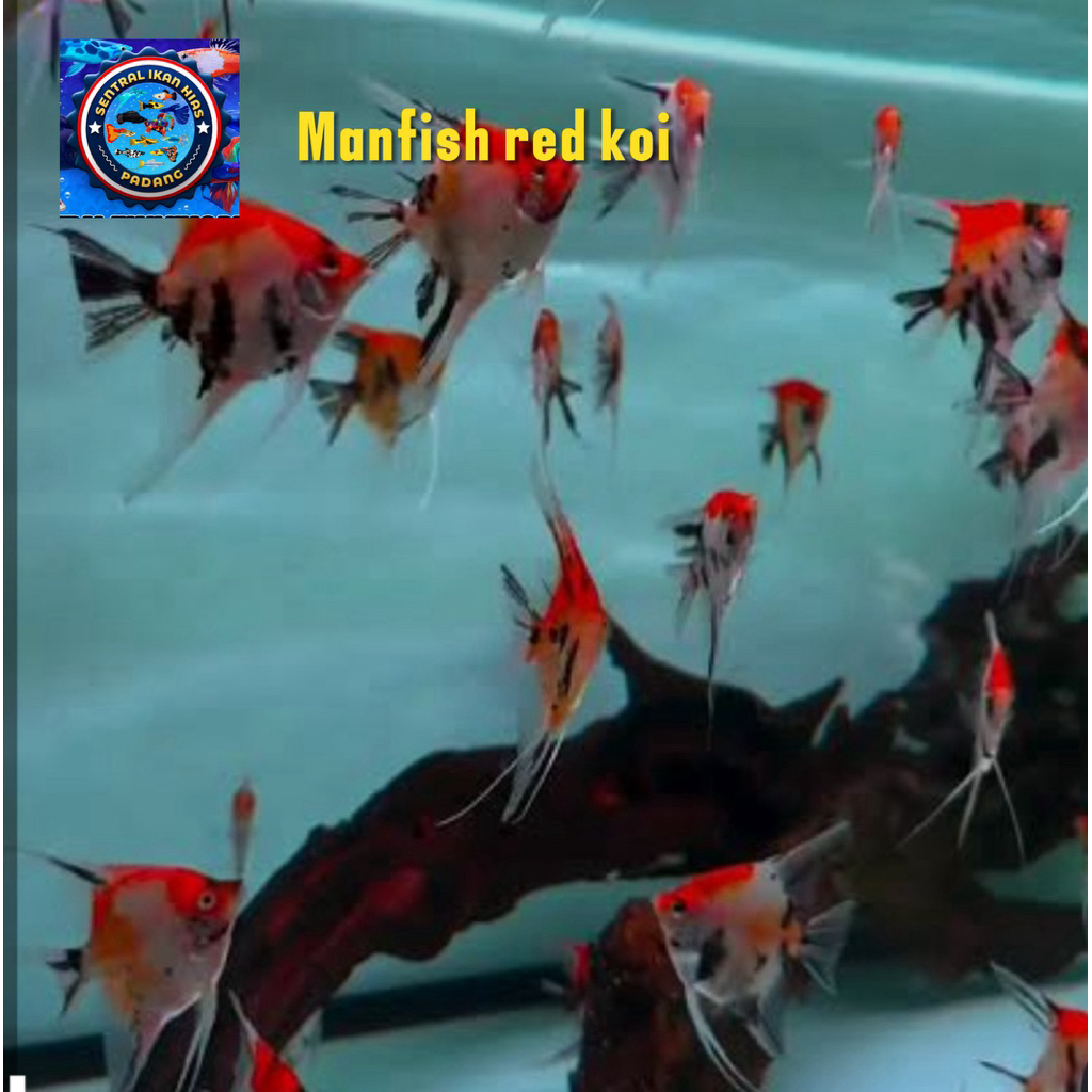 Kebutuhan aquarium ikan manfish red koi angelfish/ red devil koi size m
