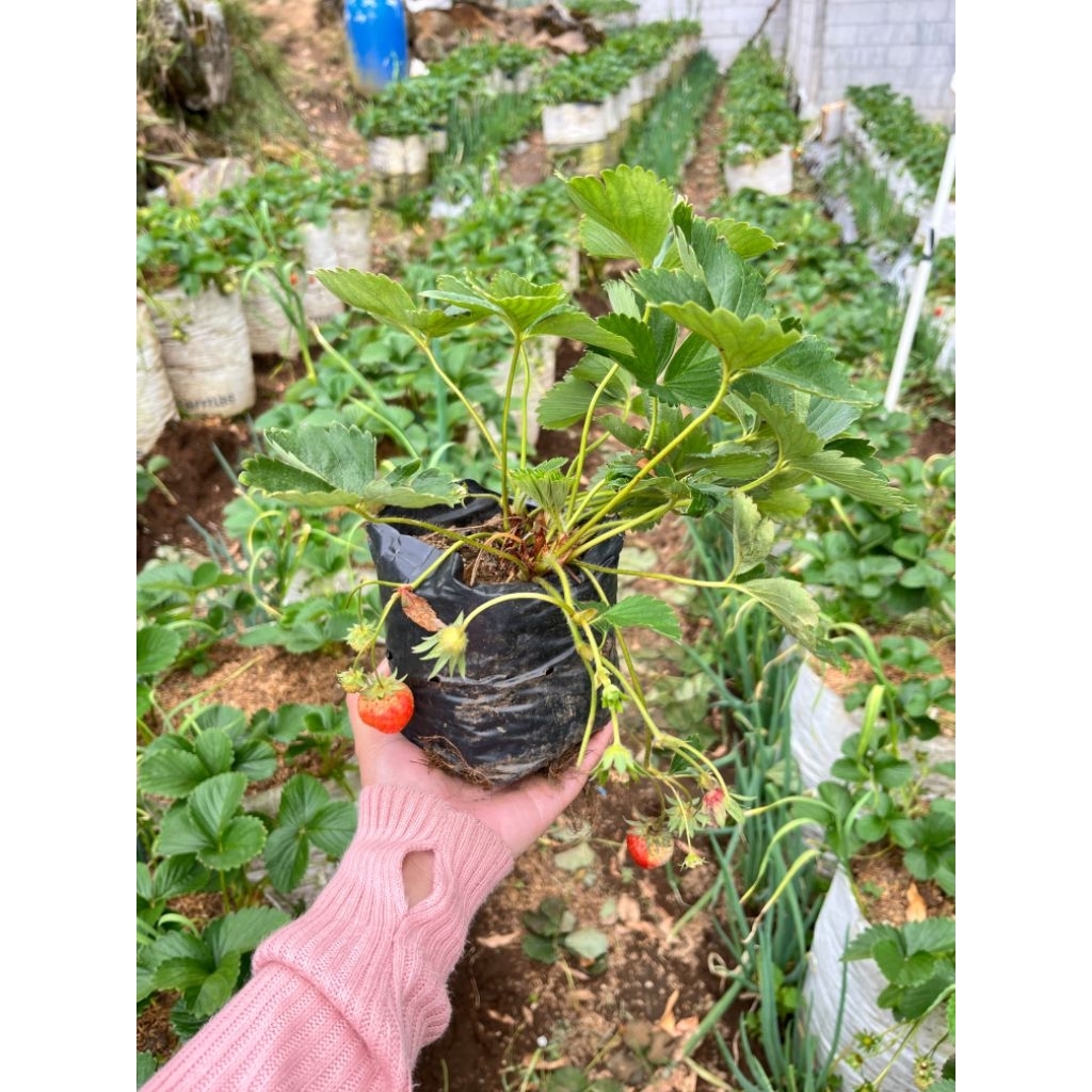 BIBIT STRAWBERRY VARIETAS SEOLHYANG KOREA