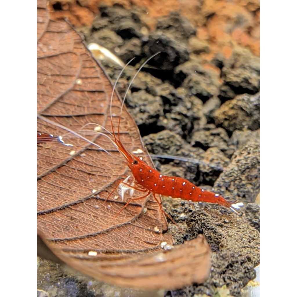 udang hias sulawesi whitespot