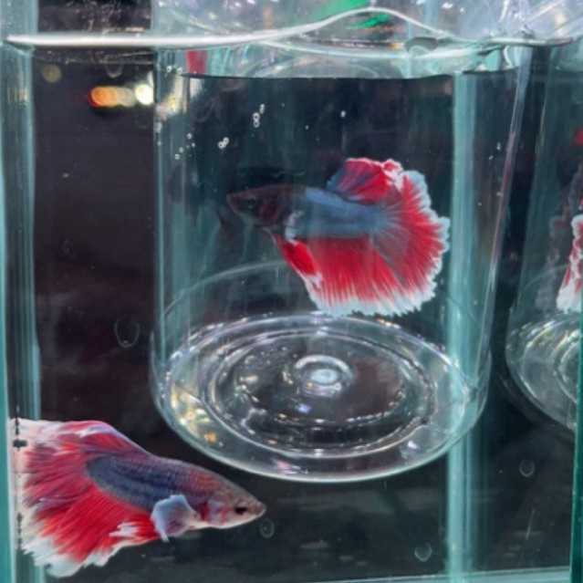 cupang halfmoon dumbo ear hiasan aquarium