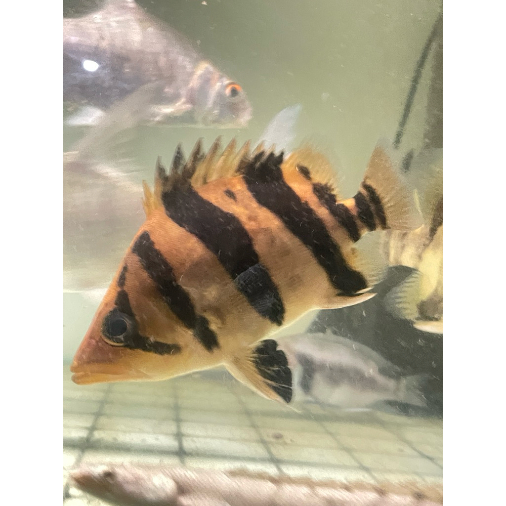 Hiasan Aquarium Ikan Datz Tigerfish 3 bar 17-18cm