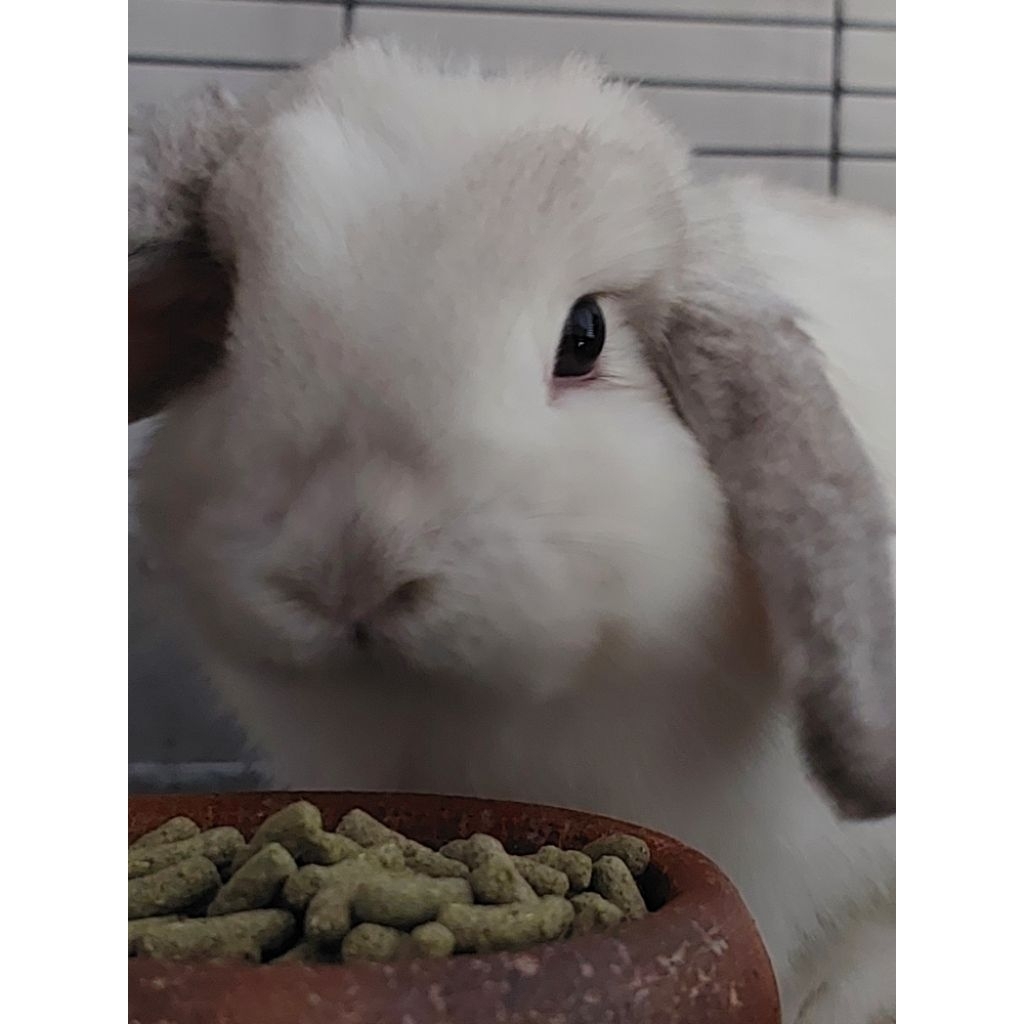 kelinci holland lop betina indukan frosty putih gemuk bulat