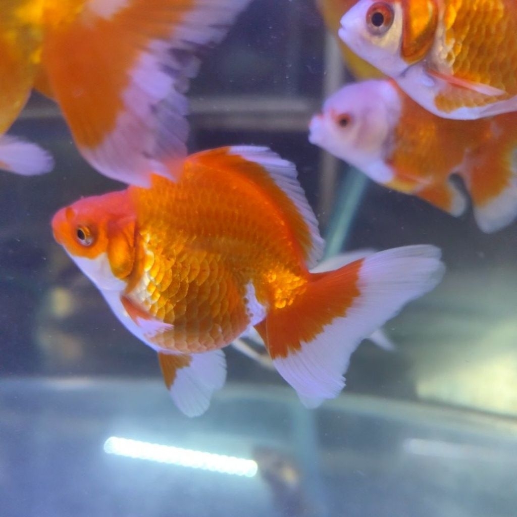 Hiasan Aquarium koki ryukin 10-12 cm