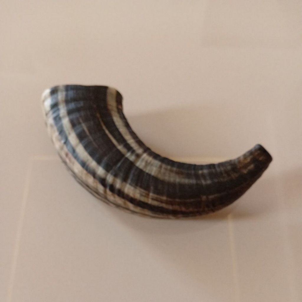 shofar 11 inch