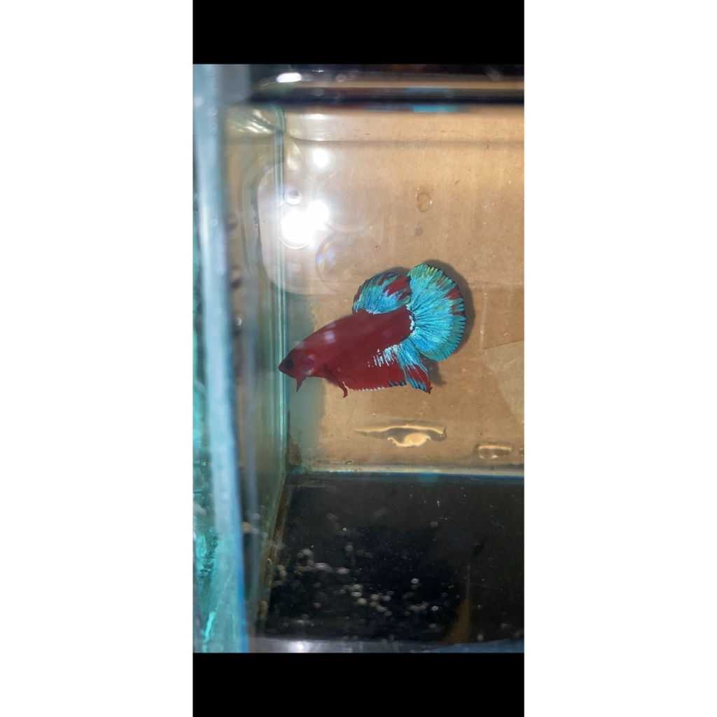 pk hellboy blue startail real sesuai foto