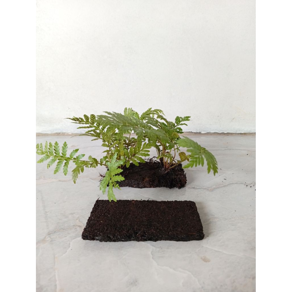 Tanaman hias aquascape aquarium paludarium PAKIS AIR(PAKIS HAJI) MEDIA LEMPENG PAKIS..