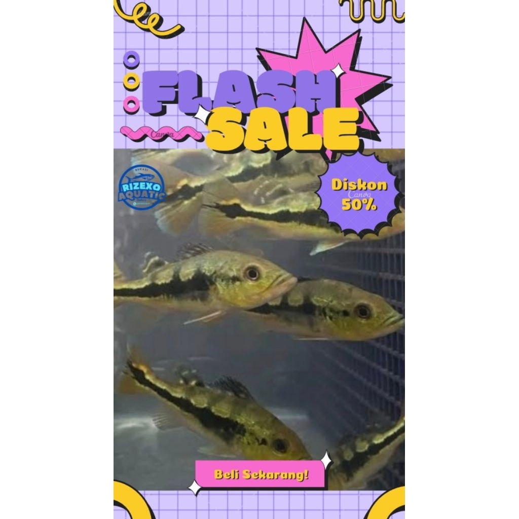 Pbass Mono Blok Full Pelet 8-10 CM #PromoSpecial