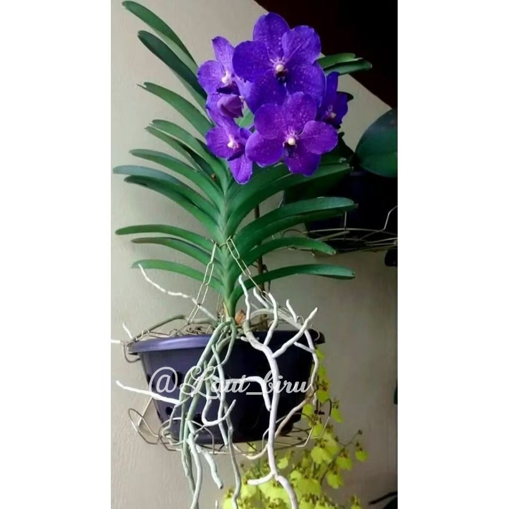 Murah/Anggrek Vanda Dewasa Bunga Ungu